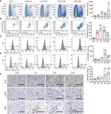 MicroRNA-382 Promotes M2-Like Macrophage via the SIRP-α/STAT3 Signaling Pathway in Aristolochic Acid-Induced Renal Fibrosis